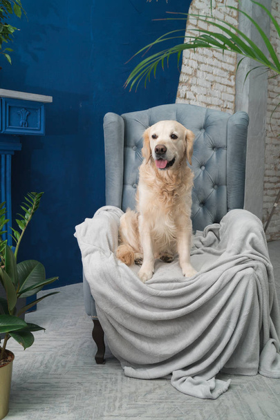 Golden retriever pure breed puppy dog on gray armchair in house or hotel lobby. Classic style with green plants cement blue brick walls living room interior art deco apartment. Pets friendly concept. - Фото, изображение