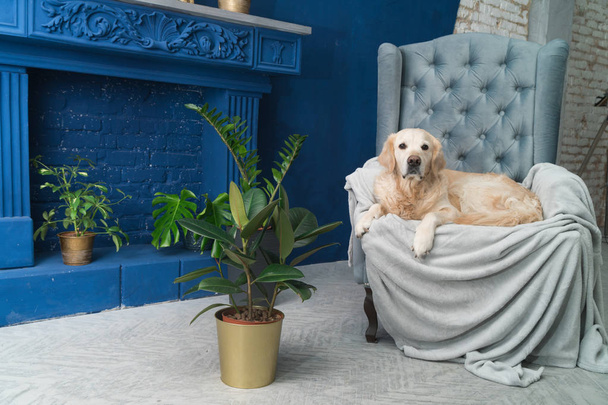 Golden retriever pure breed puppy dog on gray armchair in house or hotel lobby. Classic style with green plants cement blue brick walls living room interior art deco apartment. Pets friendly concept. - Foto, Imagen