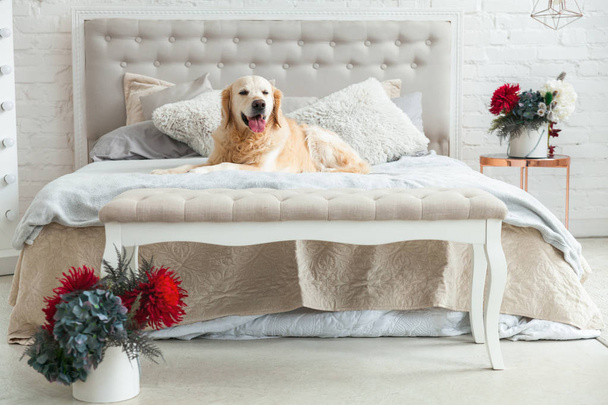 Arany-Vizsla kiskutya kutya a luxus élénk színekkel klasszikus eklektikus stílusú hálószoba king-size ágy és éjjeliszekrény, piros virágok. Kisállat barátságos szálloda vagy otthon szoba. - Fotó, kép