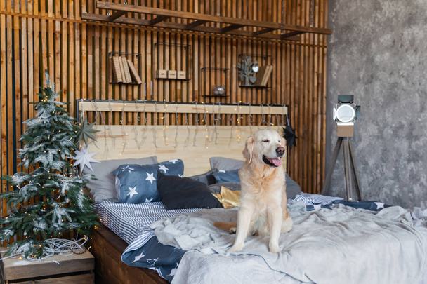 Happy golden retriever dog in scandinavian style bedroom with Christmas tree, stars, lights, decorative pillows. Pets friendly hotel or home room. Animals care concept. - Photo, image
