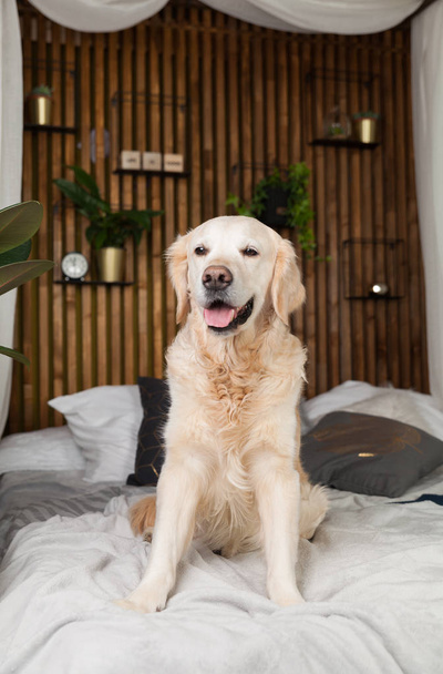 Golden retriever pure breed puppy dog on coat and pillows on bed in house or hotel. Scandinavian styled with green plants living room interior in art deco apartment. Pets friendly concept, copy space. - Foto, Imagen