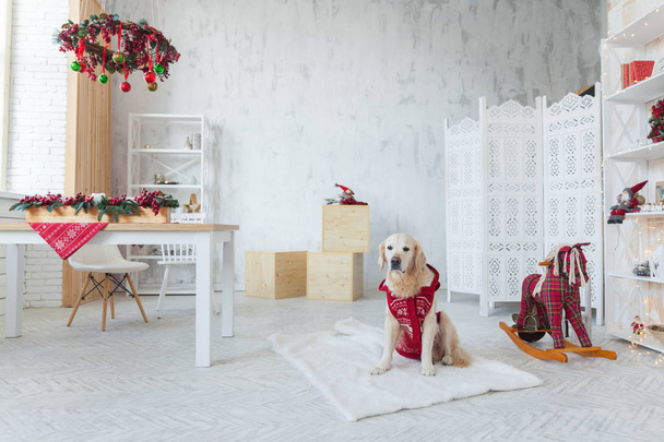 Adorable golden retriever dog wearing red coat sit in scandinavian style apartment or hotel living room with Christmas wreath, lights, balls, toys, decorated table. Pets friendly, copy space wallpaper. - Фото, изображение