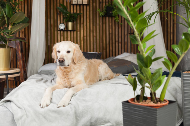 Golden retriever pure breed puppy dog on coat and pillows on bed in house or hotel. Scandinavian styled with green plants living room interior in art deco apartment. Pets friendly concept, copy space. - Photo, image