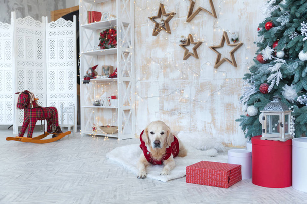 Adorable golden retriever dog wearing red coat sit in apartment or hotel living room with Christmas tree, decorative wooden stars, lights, balls, presents boxes, toys. - Valokuva, kuva