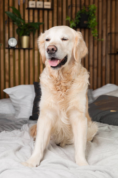 Golden retriever pure breed puppy dog on coat and pillows on bed in house or hotel. Scandinavian styled with green plants living room interior in art deco apartment. Pets friendly concept, copy space. - Fotó, kép