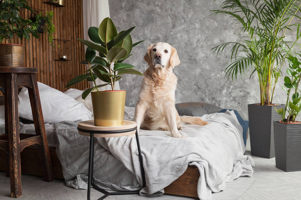 Golden retriever pure breed puppy dog on coat and pillows on bed in house or hotel. Scandinavian styled with green plants living room interior in art deco apartment. Pets friendly concept, copy space. - Zdjęcie, obraz