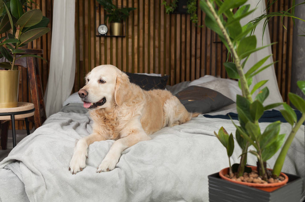 Golden retriever pure breed puppy dog on coat and pillows on bed in house or hotel. Scandinavian styled with green plants living room interior in art deco apartment. Pets friendly concept, copy space. - Foto, imagen