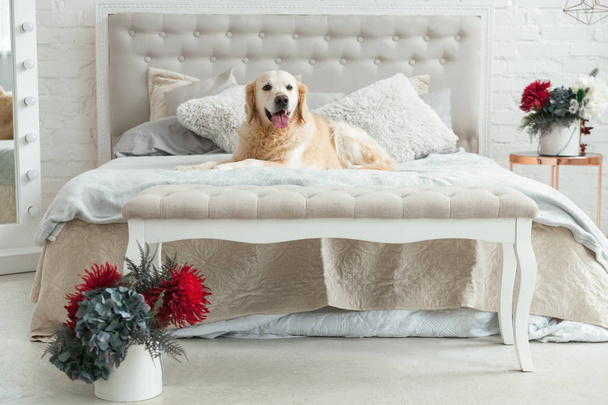 Golden retriever puppy dog in luxurious bright colors classic eclectic style bedroom with king-size bed and bedside table, red flowers. Pets friendly  hotel or home room. - Фото, изображение