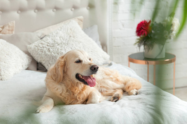 Golden retriever puppy dog in luxurious bright colors classic eclectic style bedroom with king-size bed and bedside table, green plants. Pets friendly  hotel or home room. - Foto, Imagen