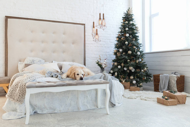 Golden retriever puppy dog in luxurious bright colors classic eclectic bedroom with king-size bed, mirror, Christmas tree with decoration and presents in boxes. Pets friendly  hotel or home room. - 写真・画像