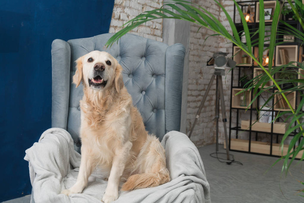 Golden retriever pure breed puppy dog on gray armchair in house or hotel lobby. Classic style with green plants cement blue brick walls living room interior art deco apartment. Pets friendly concept. - Fotó, kép