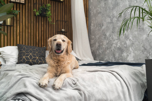 Golden retriever pure breed puppy dog on coat and pillows on bed in house or hotel. Scandinavian styled with green plants living room interior in art deco apartment. Pets friendly concept - Fotó, kép