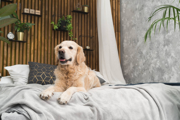 Golden retriever pure breed puppy dog on coat and pillows on bed in house or hotel. Scandinavian styled with green plants living room interior in art deco apartment. Pets friendly concept - 写真・画像