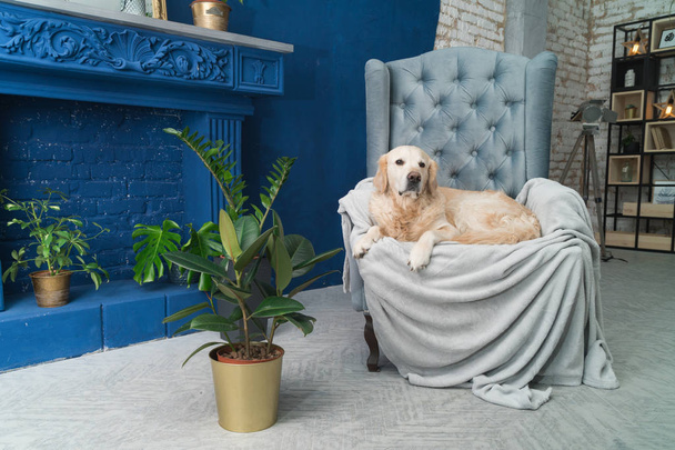 Golden retriever pure breed puppy dog on gray armchair in house or hotel lobby. Classic style with green plants cement blue brick walls living room interior art deco apartment. Pets friendly concept. - Zdjęcie, obraz