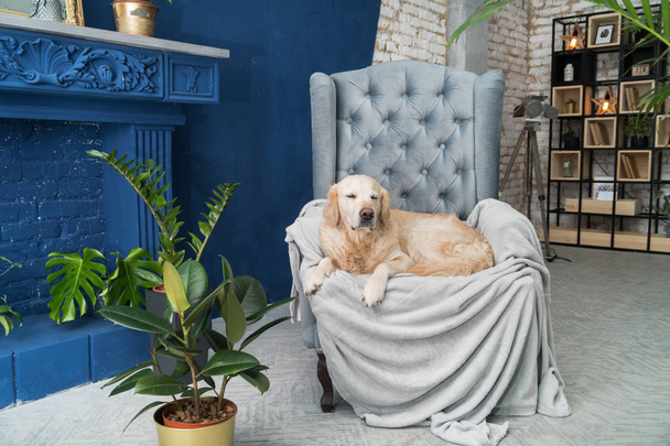Golden retriever pure breed puppy dog on gray armchair in house or hotel lobby. Classic style with green plants cement blue brick walls living room interior art deco apartment. Pets friendly concept. - Zdjęcie, obraz