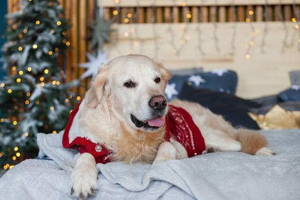 Golden retriever dog wearing red warm sweater in scandinavian style bedroom with Christmas tree, lights, decorative pillows. Pets friendly hotel or home room. Animals care concept. - Foto, afbeelding