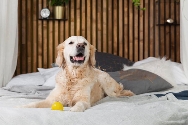 Golden retriever puppy dog with toy on bed in house or hotel. Scandi styled with green plants living room interior in art deco apartment. Pets friendly concept, copy space. - Zdjęcie, obraz