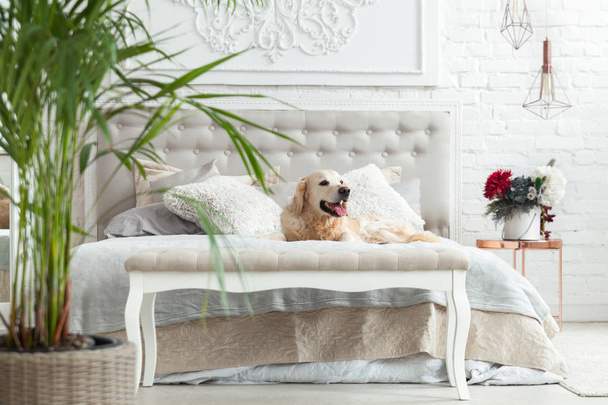 Golden retriever puppy dog in luxurious bright colors classic eclectic style bedroom with king-size bed and bedside table, green plants. Pets friendly  hotel or home room. - 写真・画像
