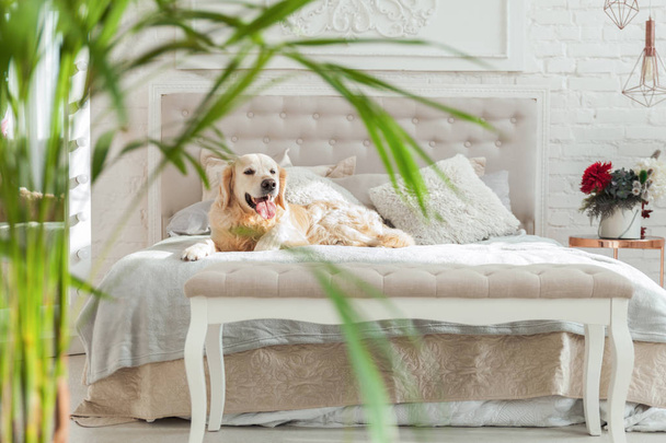 Golden retriever puppy dog in luxurious bright colors classic eclectic style bedroom with king-size bed and bedside table, green plants. Pets friendly  hotel or home room. - Fotó, kép