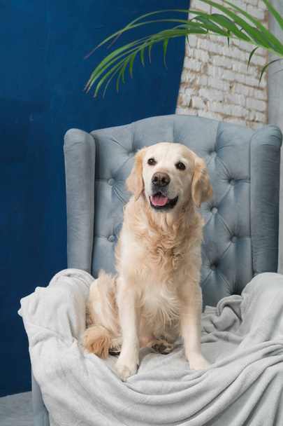 Golden retriever pure breed puppy dog on gray armchair in house or hotel lobby. Classic style with green plants cement blue brick walls living room interior art deco apartment. Pets friendly concept. - Fotó, kép