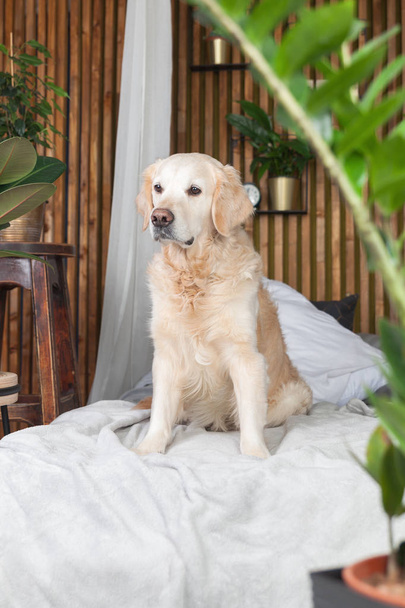 Golden retriever pure breed puppy dog on coat and pillows on bed in house or hotel. Scandinavian styled with green plants living room interior in art deco apartment. Pets friendly concept. - 写真・画像