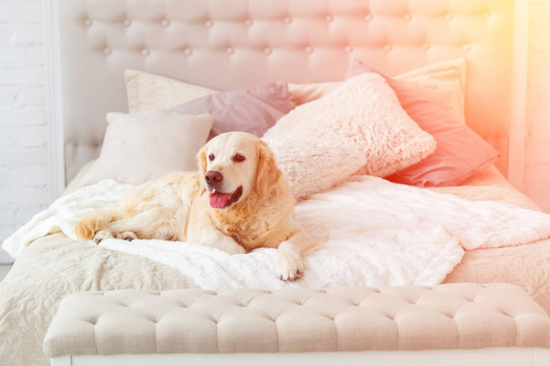 Golden retriever cachorro cão no luxuoso brilho quarto estilo clássico com cama king-size e mesa de cabeceira. Animais de estimação amigável hotel ou quarto em casa. Dia ensolarado efeito brilhante solar
. - Foto, Imagem