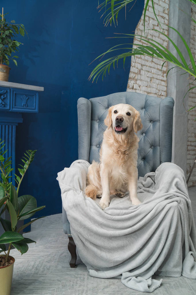 Golden retriever pure breed puppy dog on gray armchair in house or hotel lobby. Classic style with green plants cement blue brick walls living room interior art deco apartment. Pets friendly concept. - Foto, immagini
