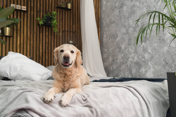 Golden retriever pure breed puppy dog on coat and pillows on bed in house or hotel. Scandinavian styled with green plants living room interior in art deco apartment. Pets friendly concept - Foto, Imagen