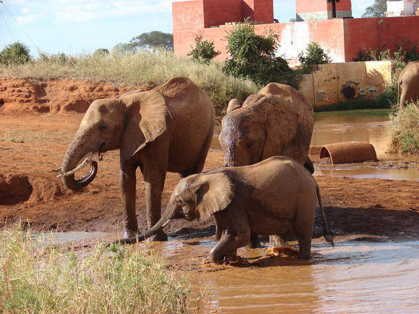 Elefantes africanos vermelhos no buraco da água
 - Foto, Imagem