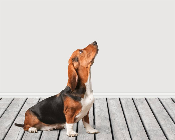 Basset cane mastino sul pavimento in legno
 - Foto, immagini