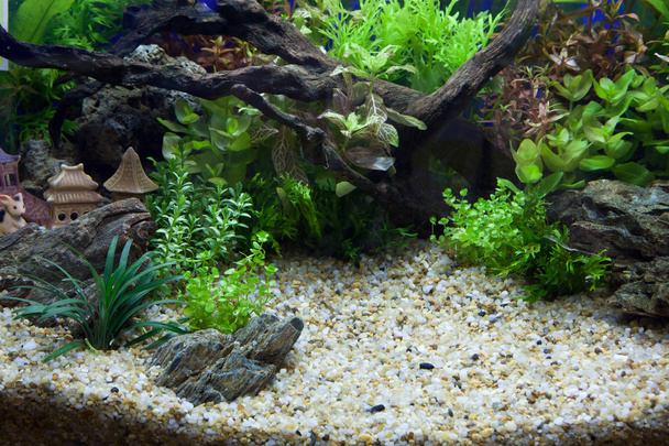 plant aquarium - Photo, Image