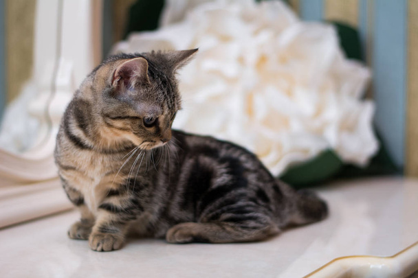 γατάκι γάτα Σκωτίας ευθεία, φαρδιά αφράτη, animal munchkin - Φωτογραφία, εικόνα