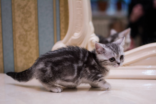 cica macska skót egyenes, laza bolyhos, állati munchkin - Fotó, kép