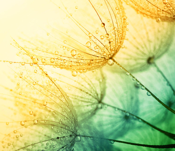 Абстрактный цветочный фон одуванчика. Семенной макро крупный план. Мягкий фокус Весна в природе - Фото, изображение