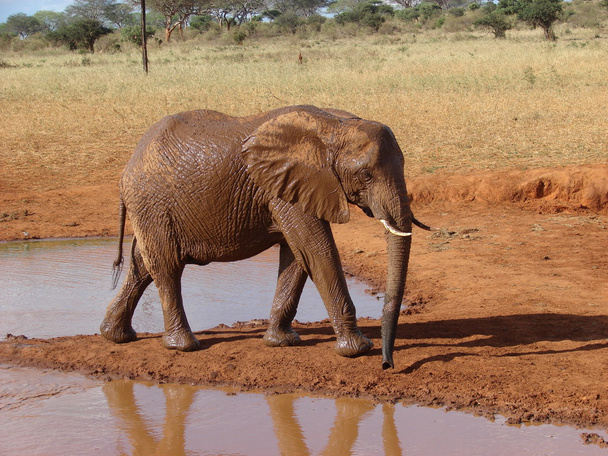 Elefante africano vermelho no buraco da água
 - Foto, Imagem