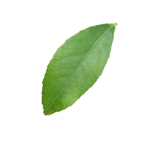 Fresh green citrus leaf on white background - Фото, изображение