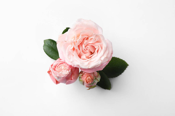 Beautiful roses on white background, top view - Foto, Imagen