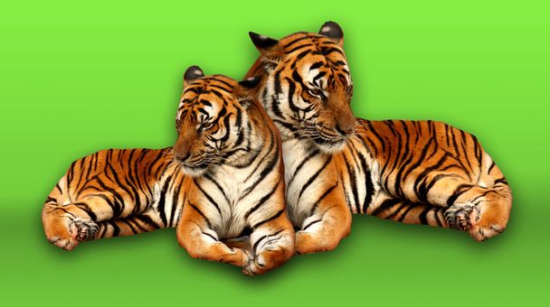 Família Tigre em Fundo Verde
 - Foto, Imagem