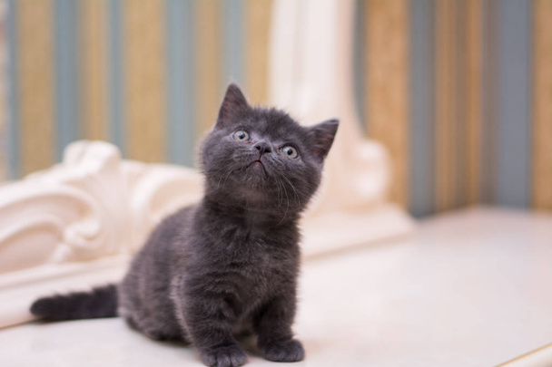 γατάκι γάτα Σκωτίας ευθεία, φαρδιά αφράτη, animal munchkin - Φωτογραφία, εικόνα