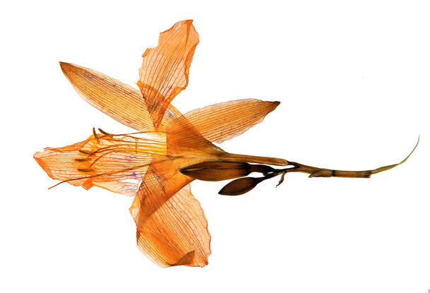 Выдавленный и высушенный цветок daylily (Hemerocus fulva), изолированный на белом фоне для использования в скрапбукинге, флористике (oshibana) или травах.
 - Фото, изображение