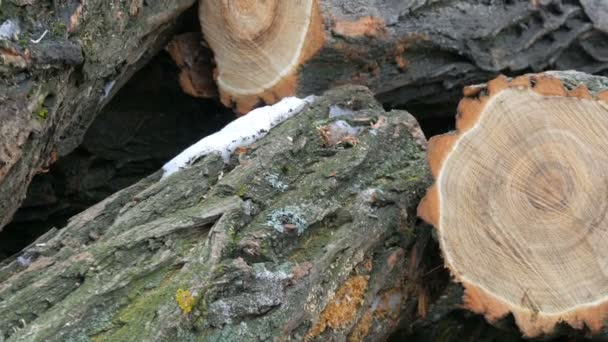 Багато ущелинних стовбурів дерев лежать в ряд
 - Кадри, відео