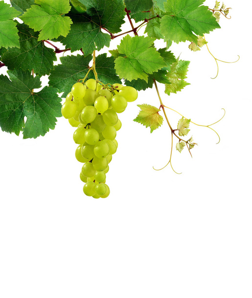 Grapevine with grape cluster - Photo, Image