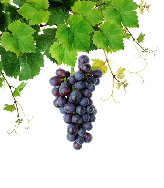Grapevine s modrých hroznů clusteru - Fotografie, Obrázek
