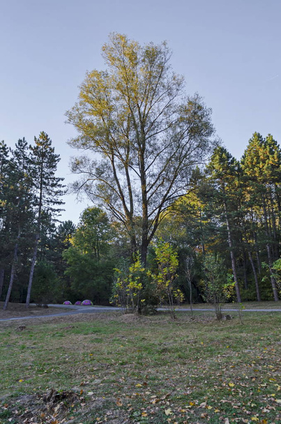 Barevné podzimní krajina podzimního lesa s road, glade a lavice v South parku, Sofie, Bulharsko   - Fotografie, Obrázek