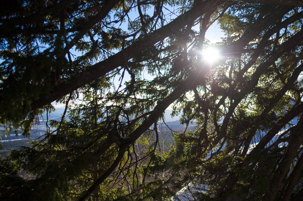Sunlight through pine branches in national park - Fotografie, Obrázek