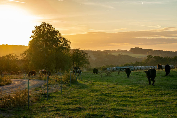 akşam güneşi sığır, Almanya ile bir mera üzerinde parlar - Fotoğraf, Görsel