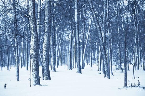 Χειμώνας δάσος φύση χιονισμένο τοπίο εξωτερική φόντο. Ήπια. - Φωτογραφία, εικόνα