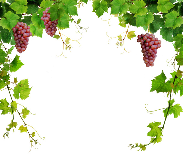 Grapevine border with pink grapes - Photo, Image