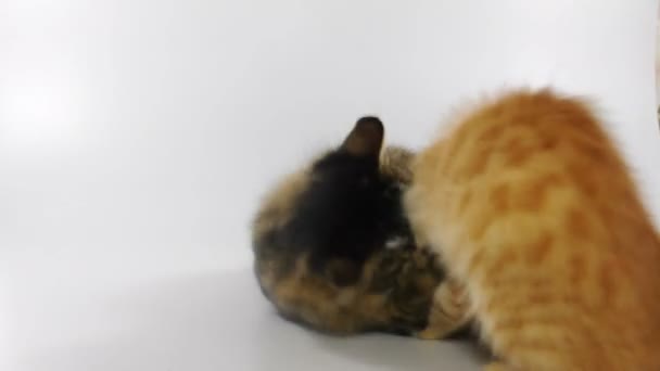 Kittens playing together - Materiaali, video