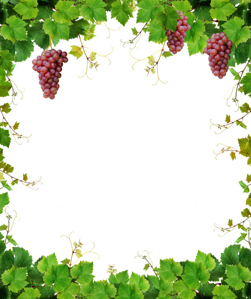 Grapevine frame with pink grapes - Photo, Image